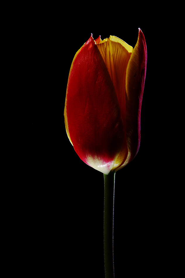 Flower....#4