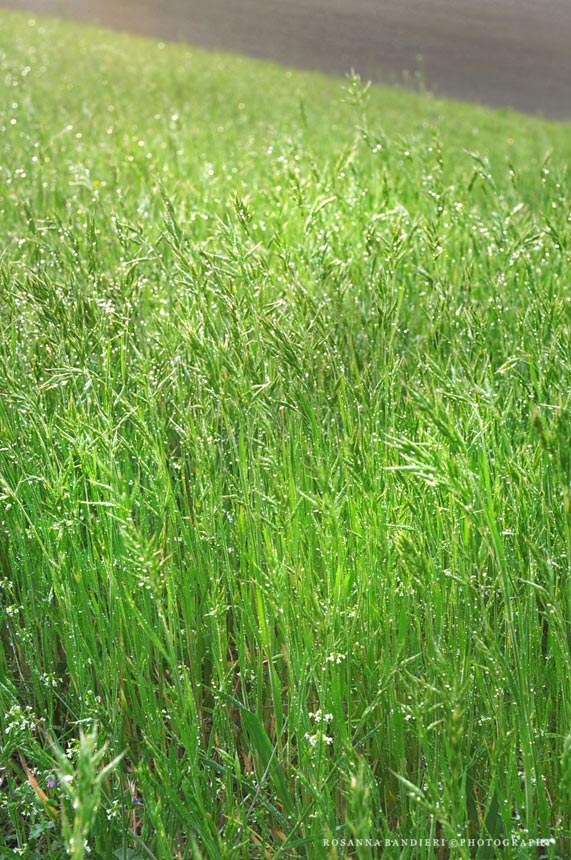 le bl en herbe