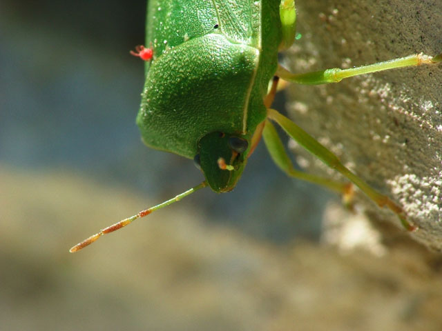 Nezara viridula