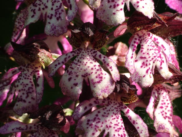 Orchis purpurea