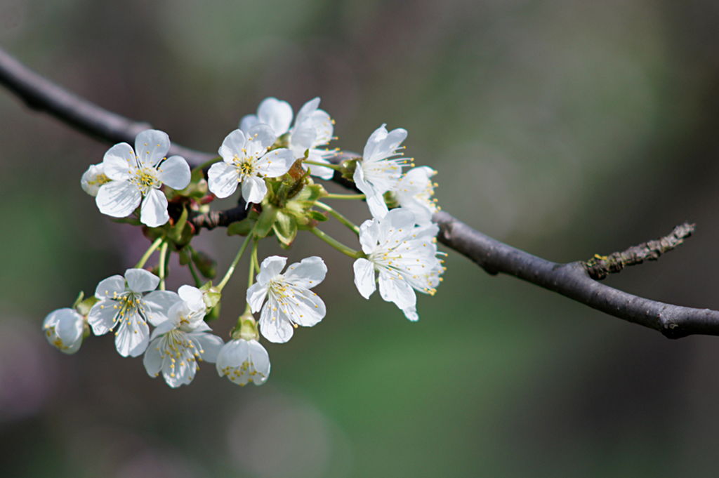 Ciliegio in fiore