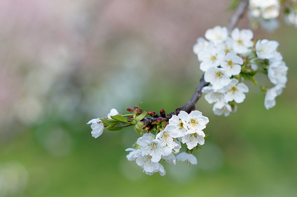 Ciliegio in fiore