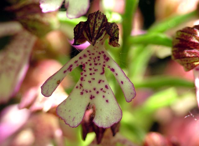 Orchis purpurea particolare