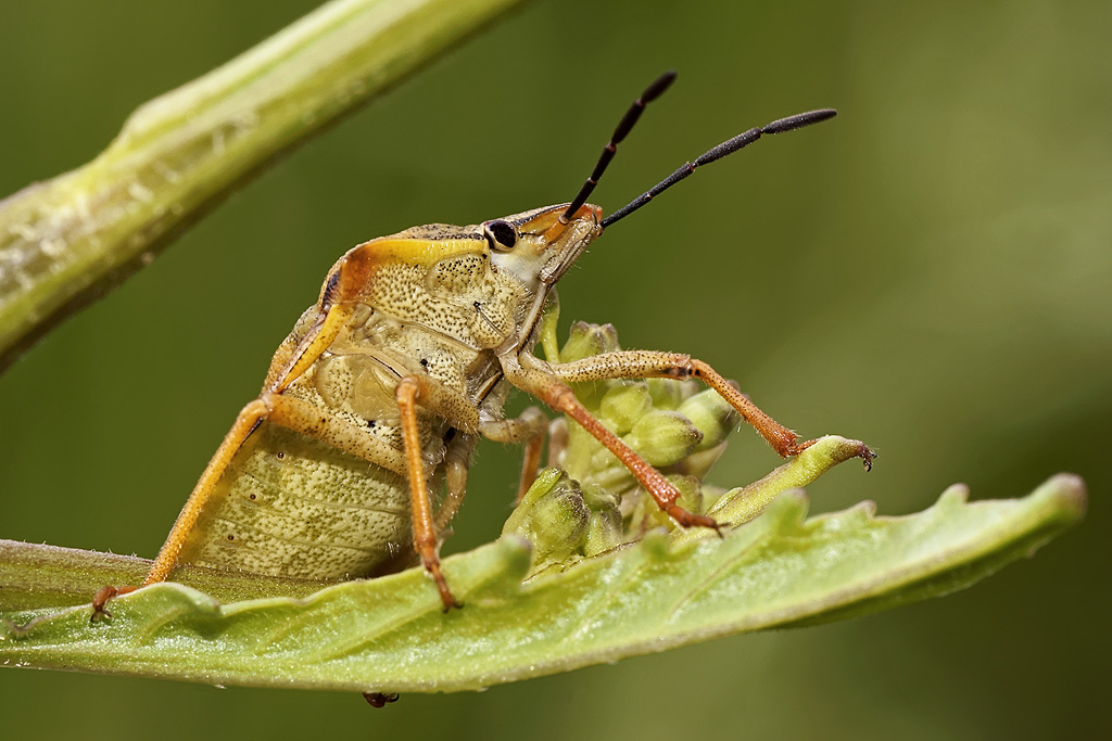 pentatomidae
