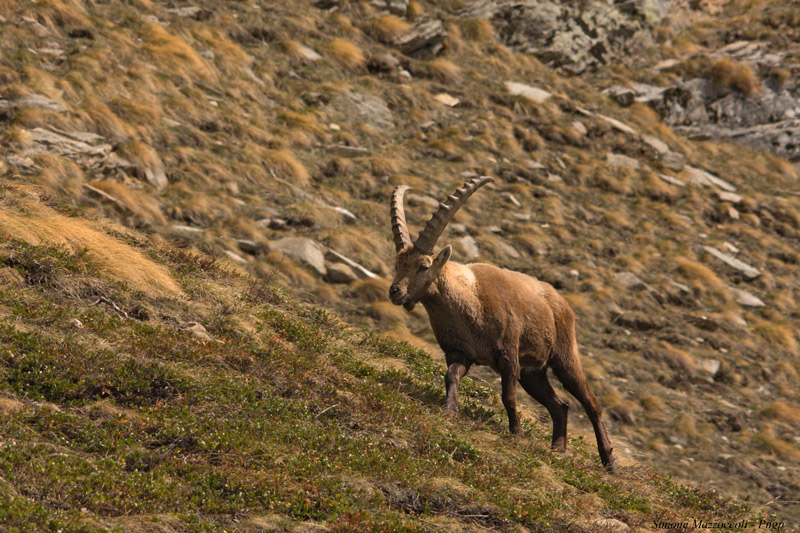 Stambecco - Capra Ibex
