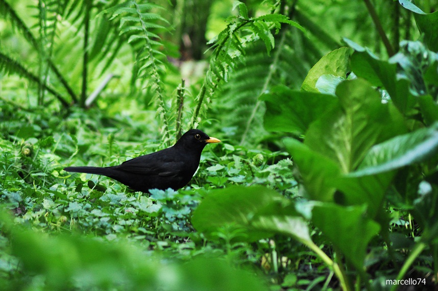 Il merlo dei parchi
