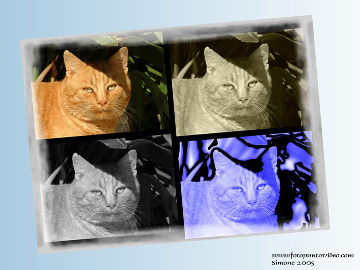 mio gatto