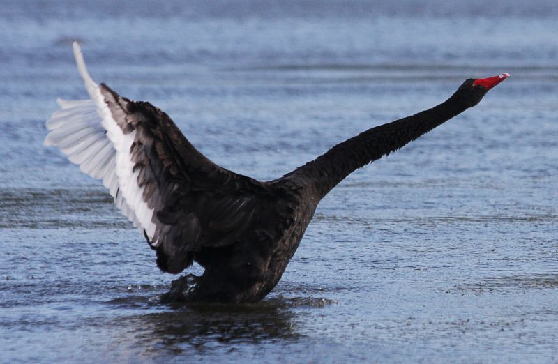 Il cigno nero