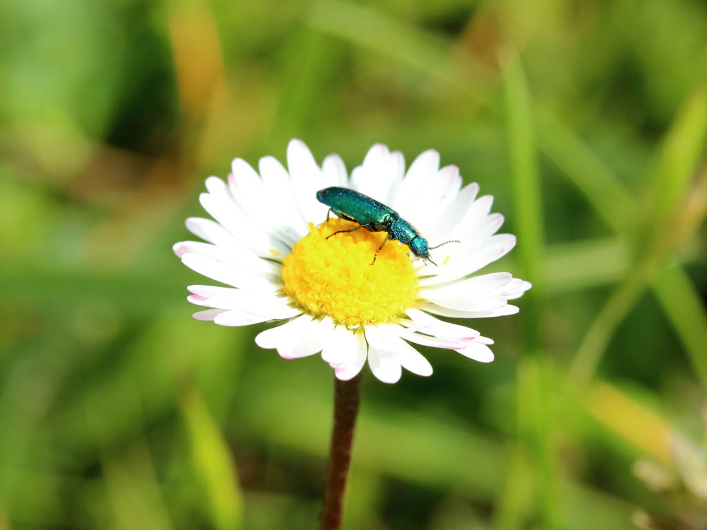 macro1