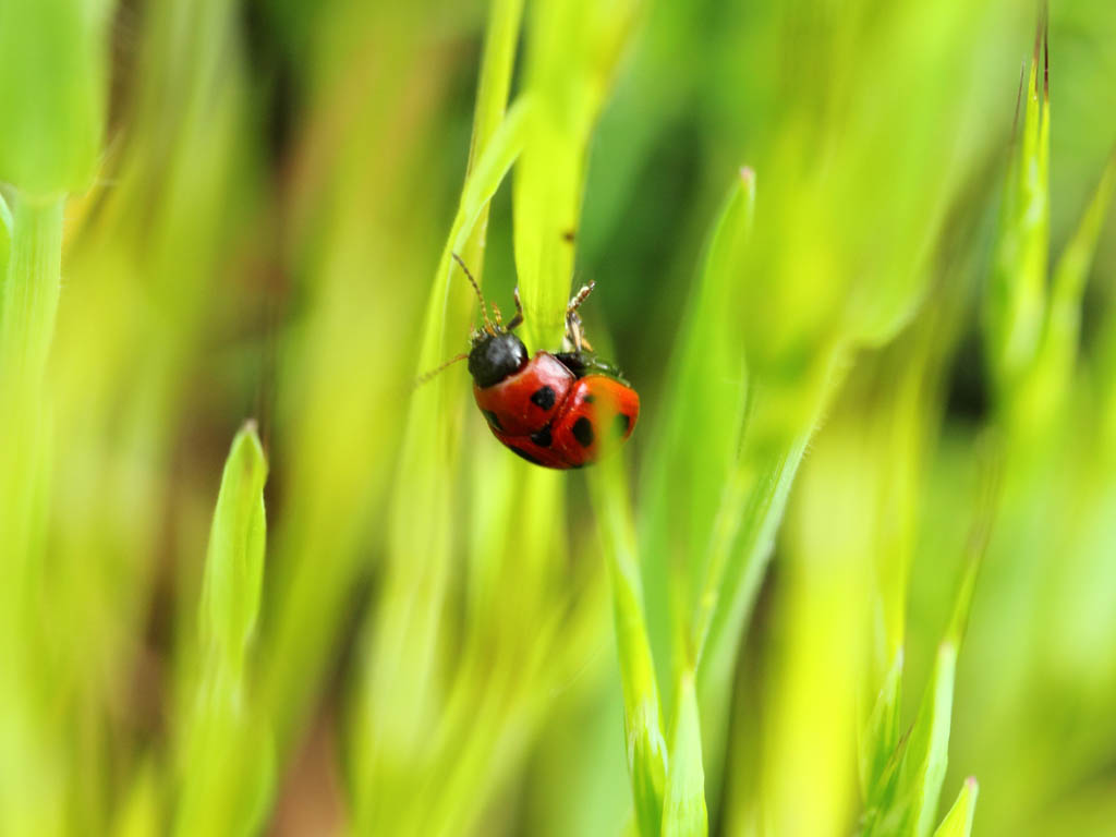 macro2
