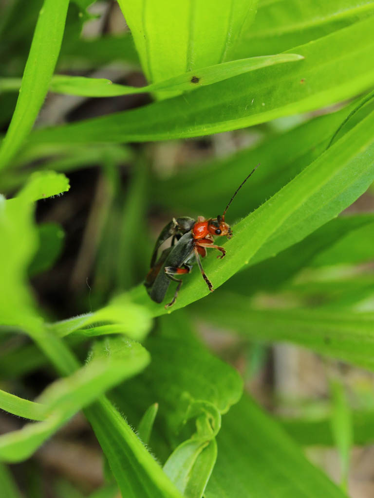 macro5