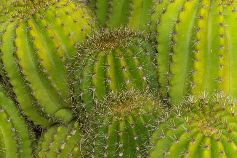 Orto Botanico Napoli XIII