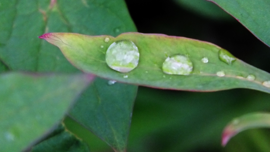 Rain drops