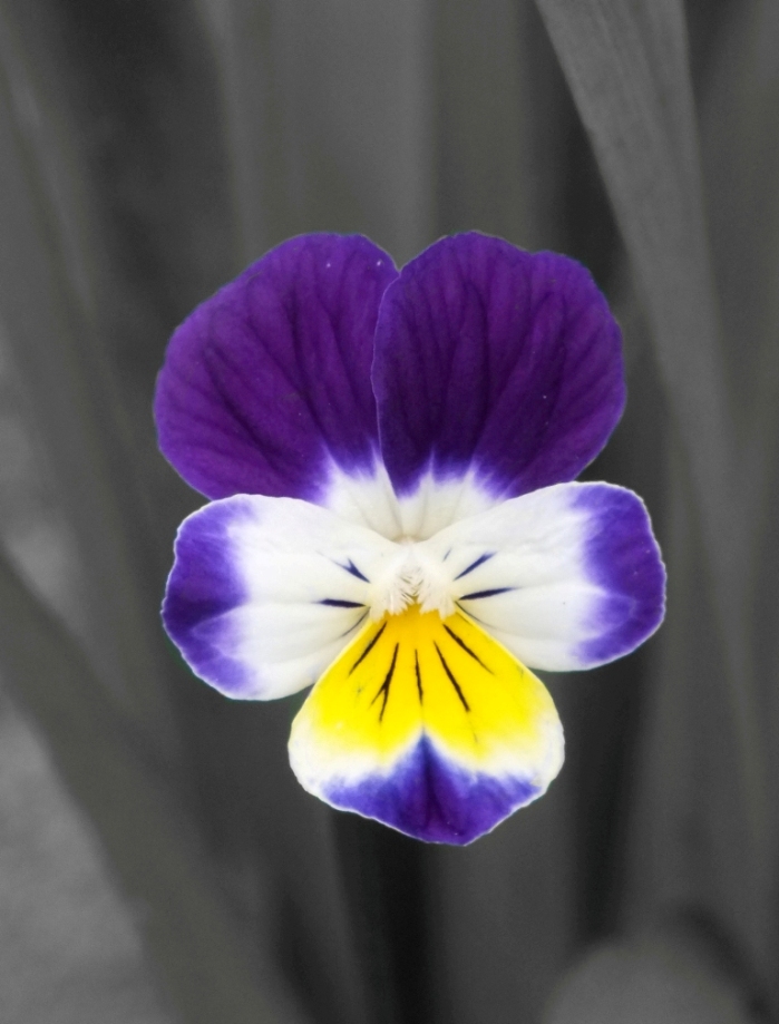 Violet