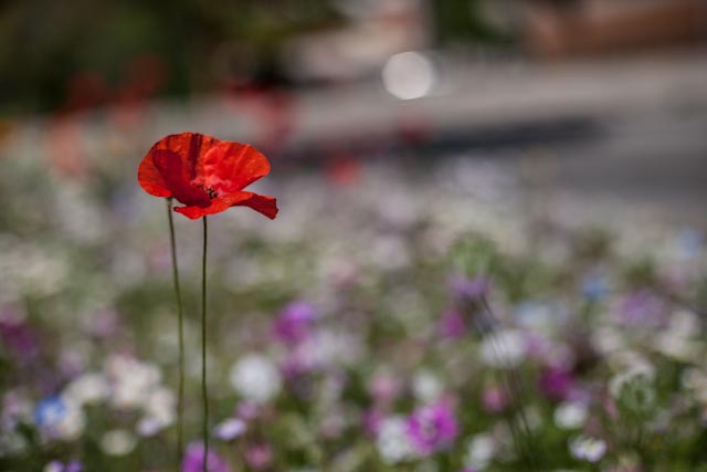 solitario