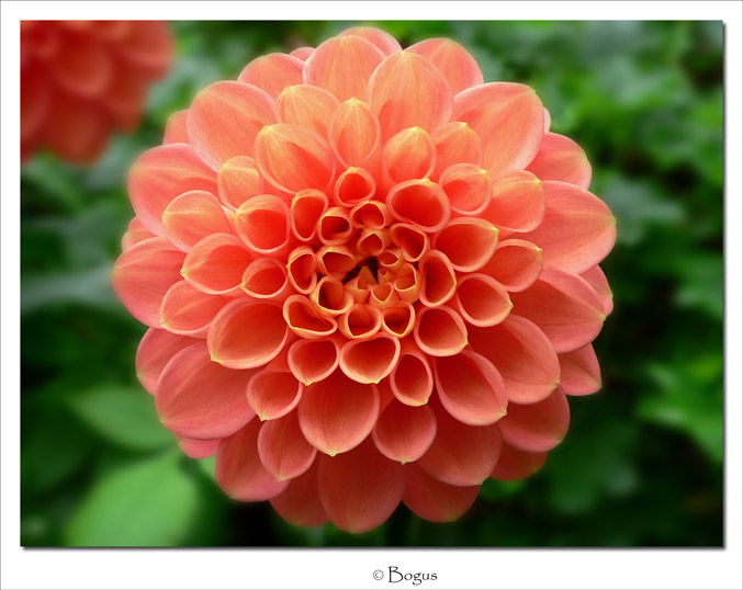fiore