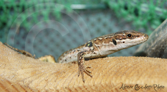 Lucertolus