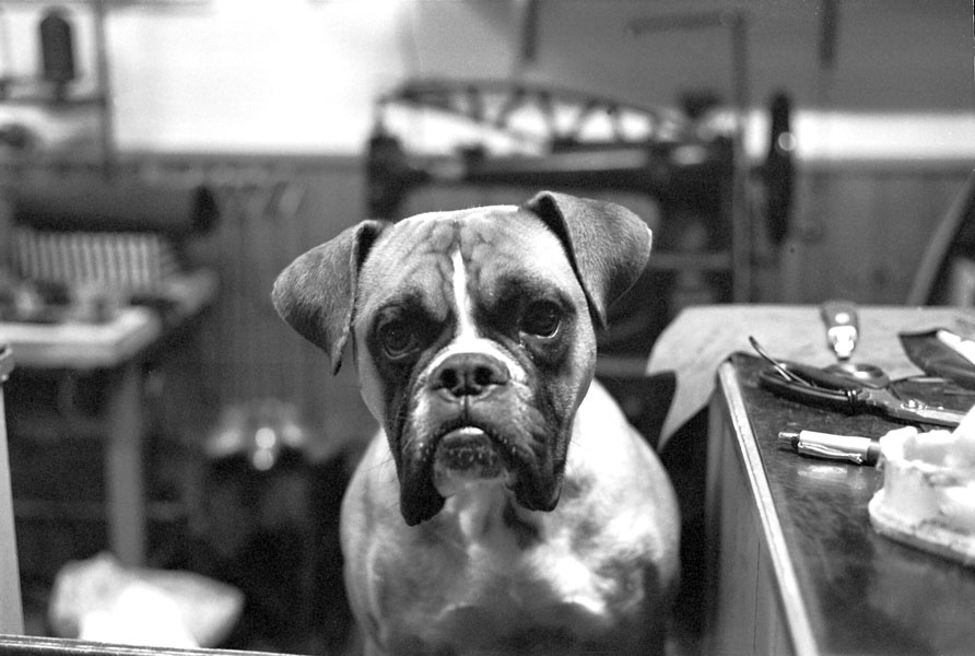 Il cane del calzolaio.