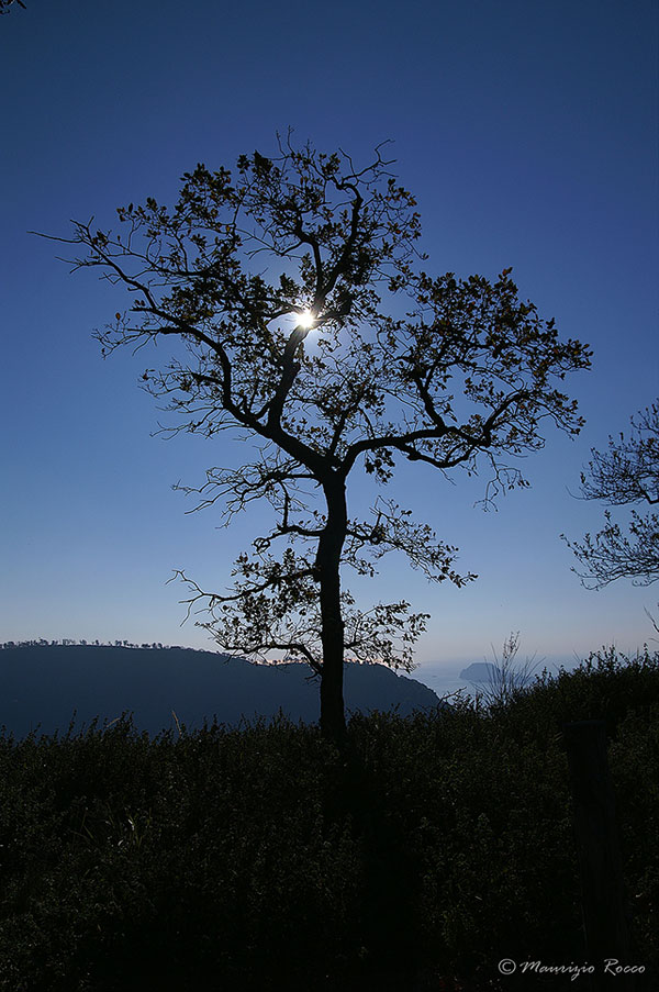 Tree.