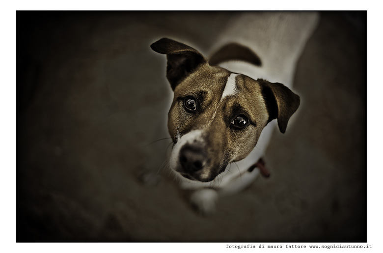 dog