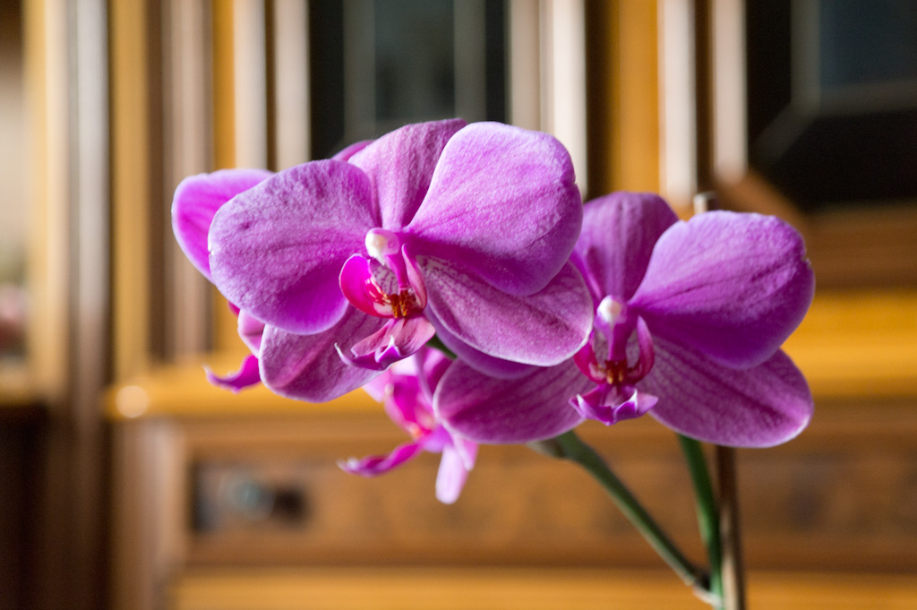 Orchidea 2