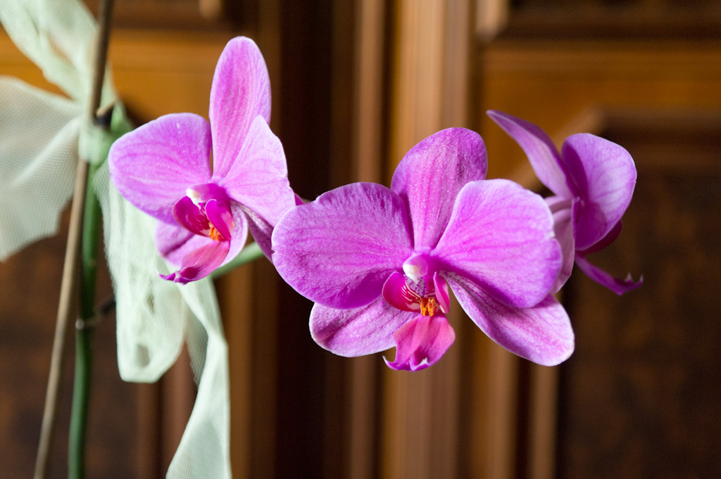 Orchidea 3