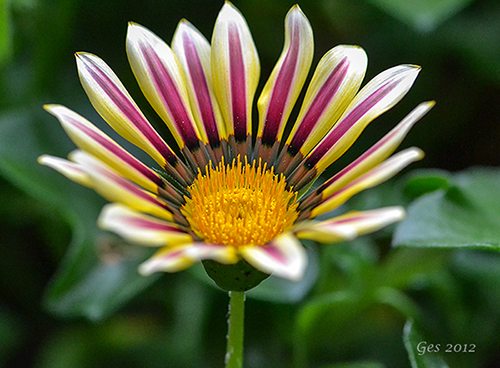 Fiore