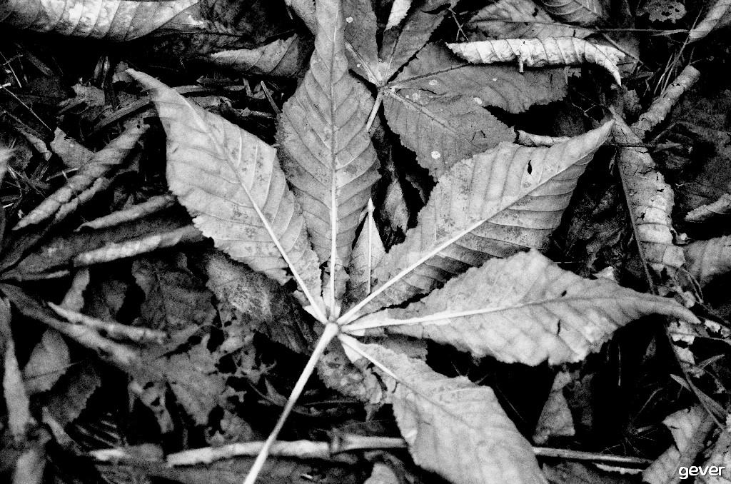 autunno1