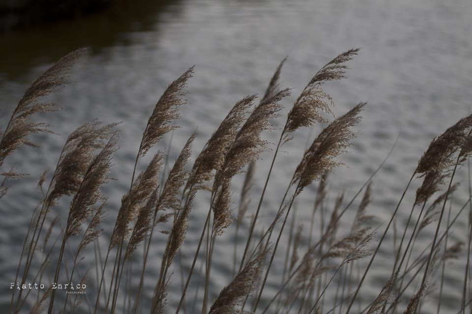 Natura