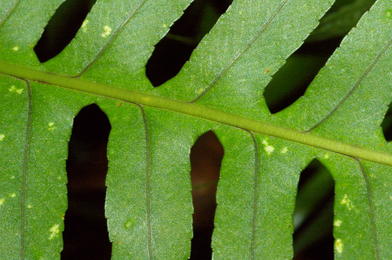 Orto Botanico Napoli XVII