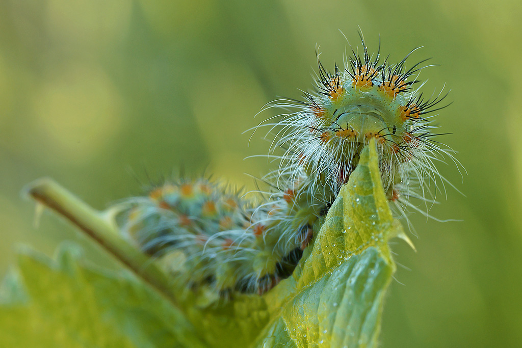 Saturnia Pavoniella frontale  ( bruco )