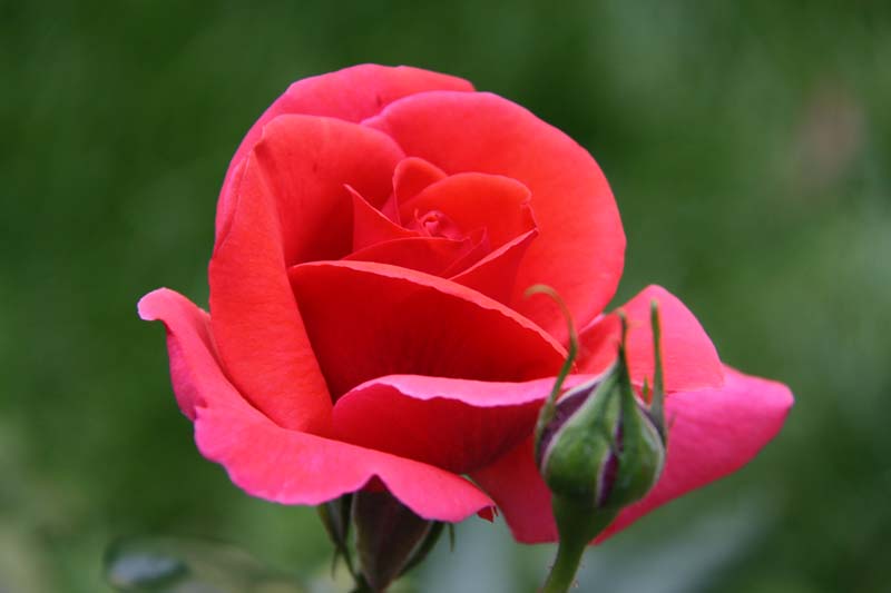 rosa