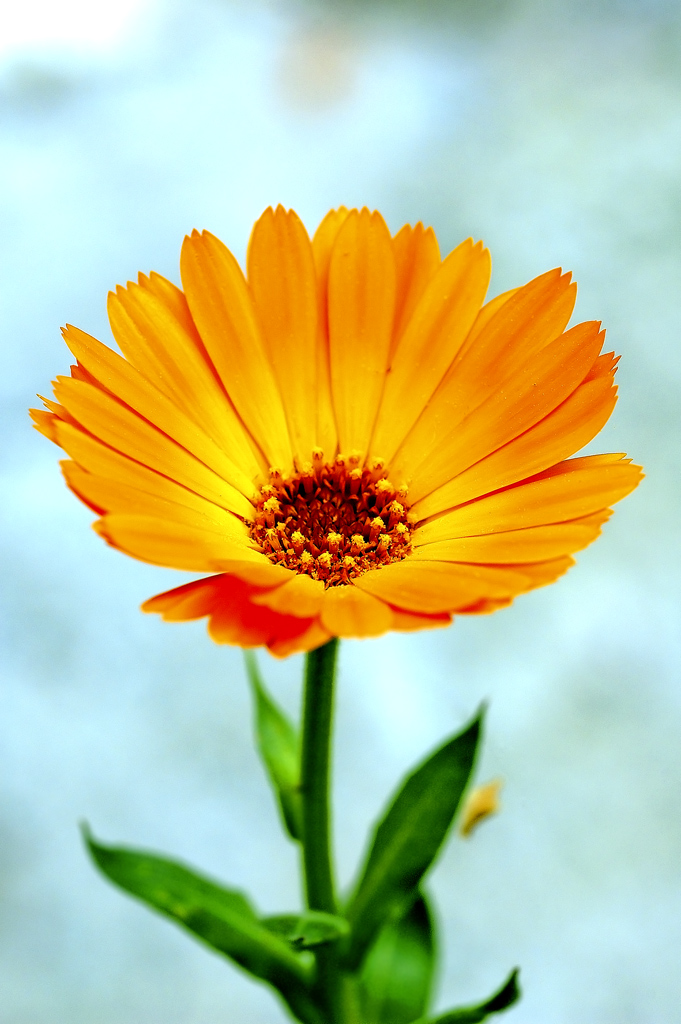 fiore-arancione.jpg