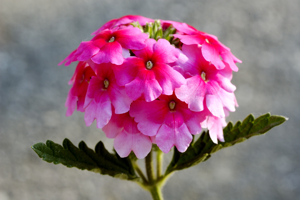 fiori viola.jpg