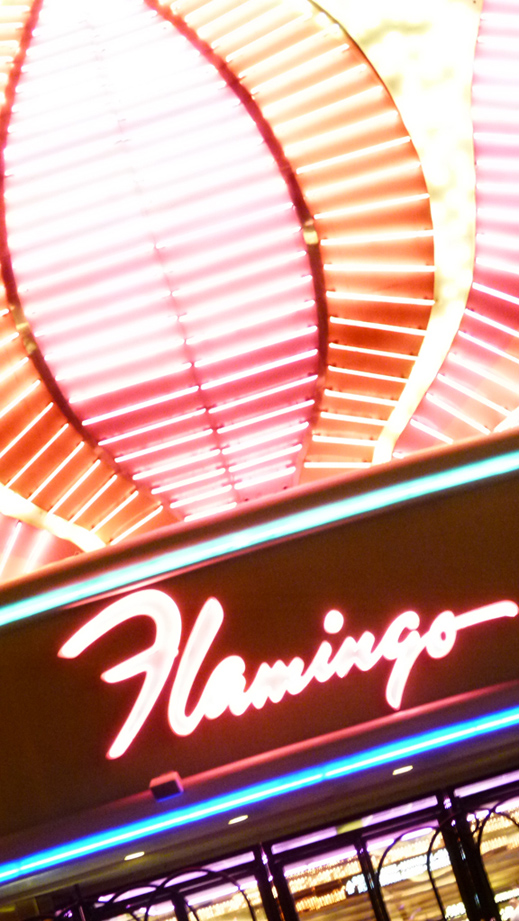 Flamingo