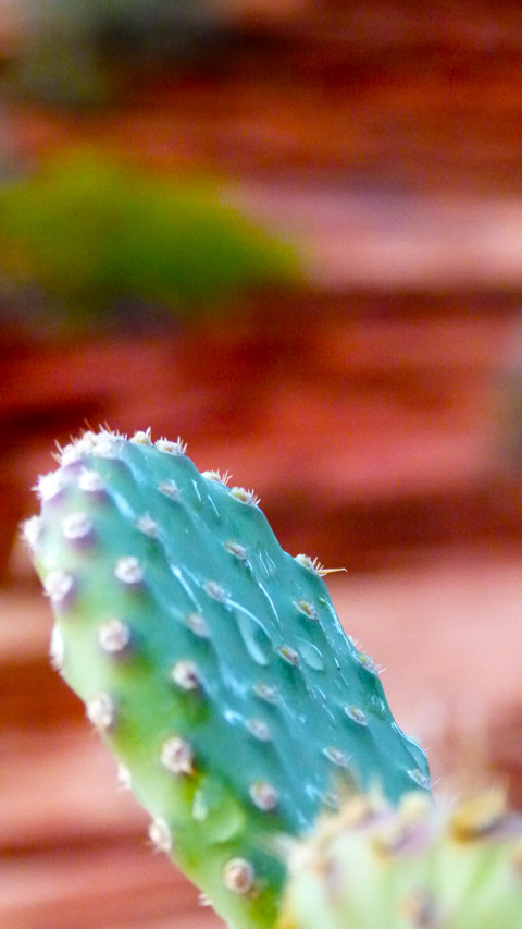 Cactus in lacrime