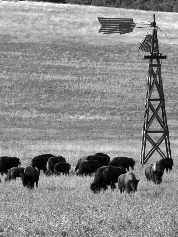 Bisonti