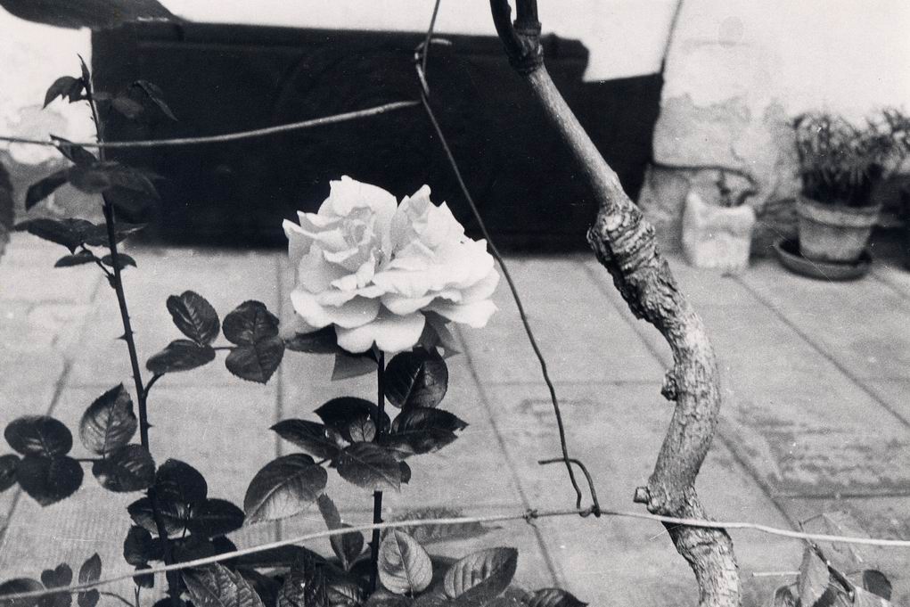 rosa davanti casa mia