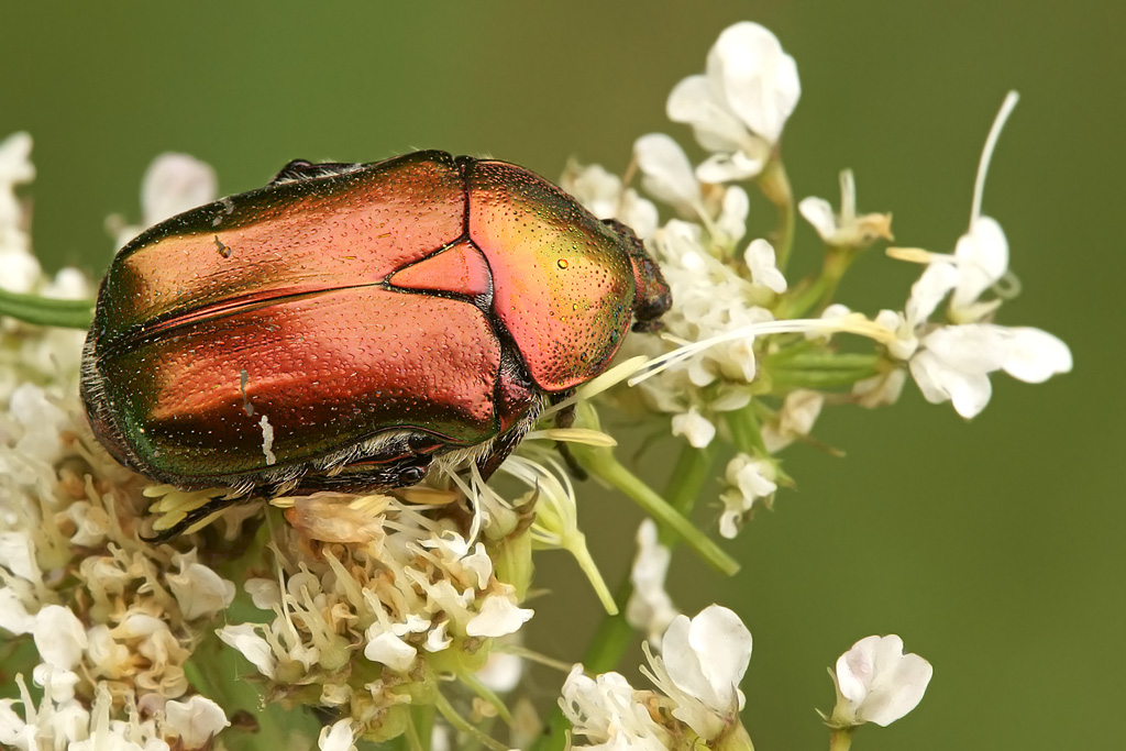 Cetonia Aurata