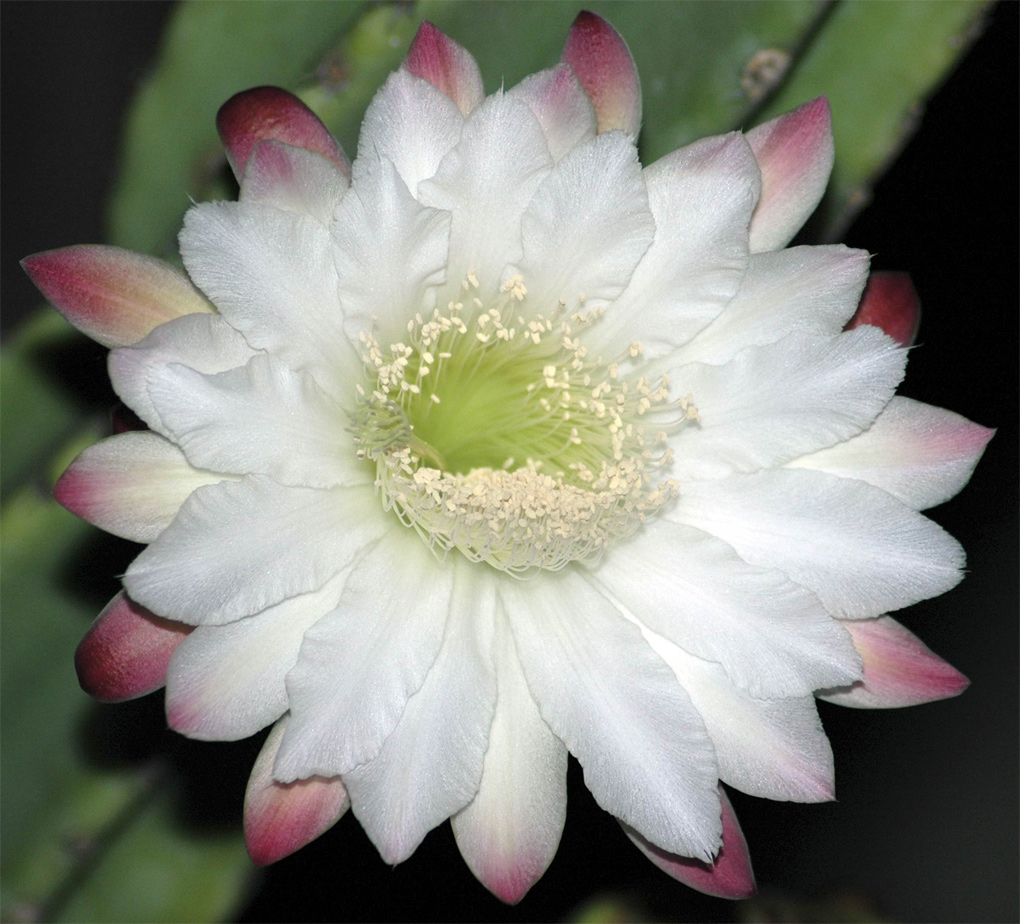 Fiore di Cactus