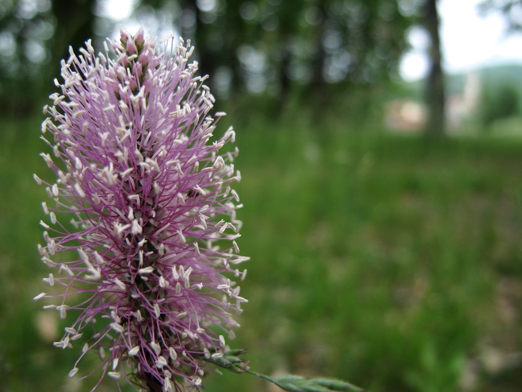 Fiore