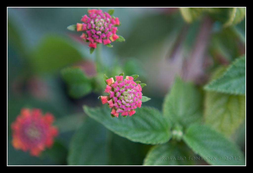 Fiori e colori 4/5