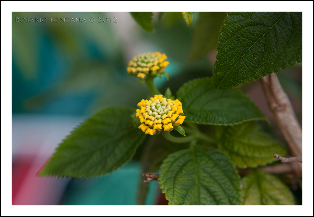 Fiori e colori 3/5