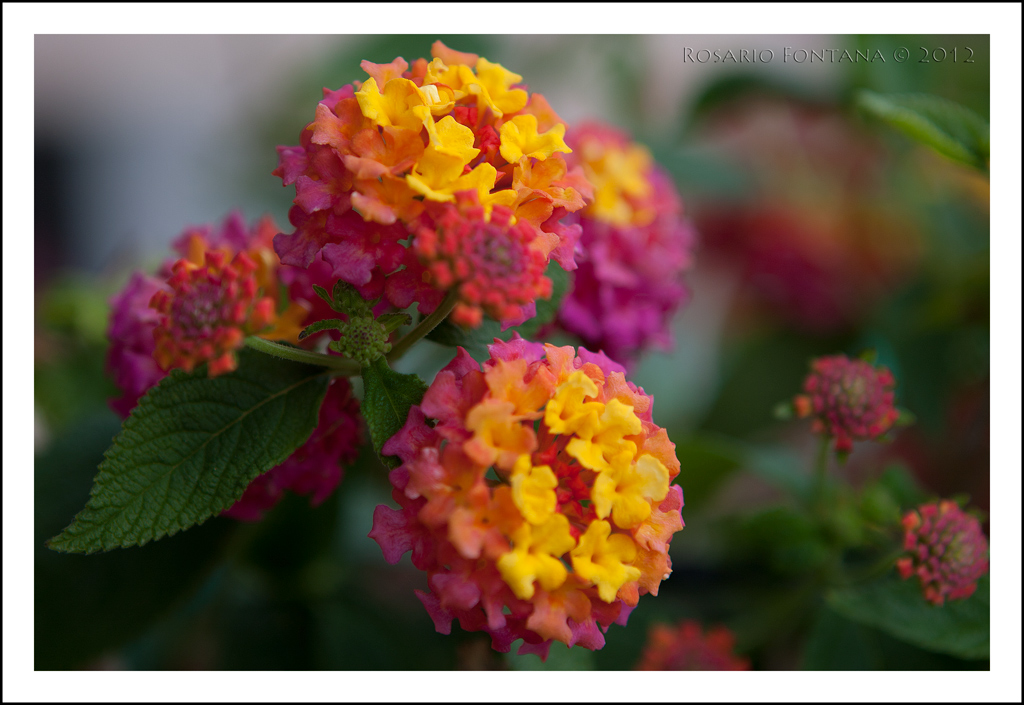 Fiori e colori 1/5