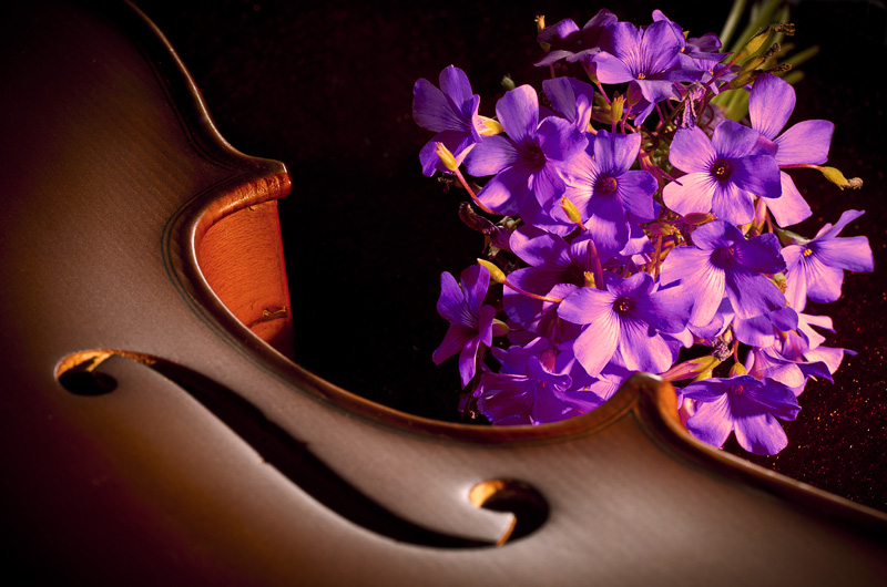 Contest 63: "Viola"