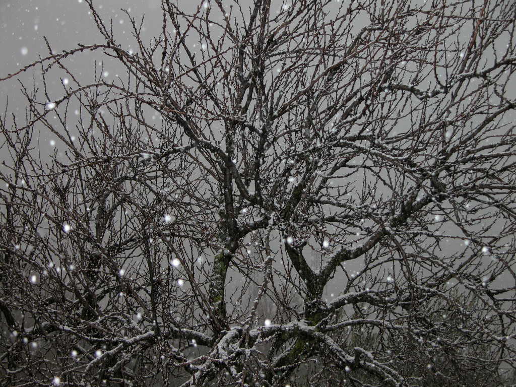 Albicocco innevato
