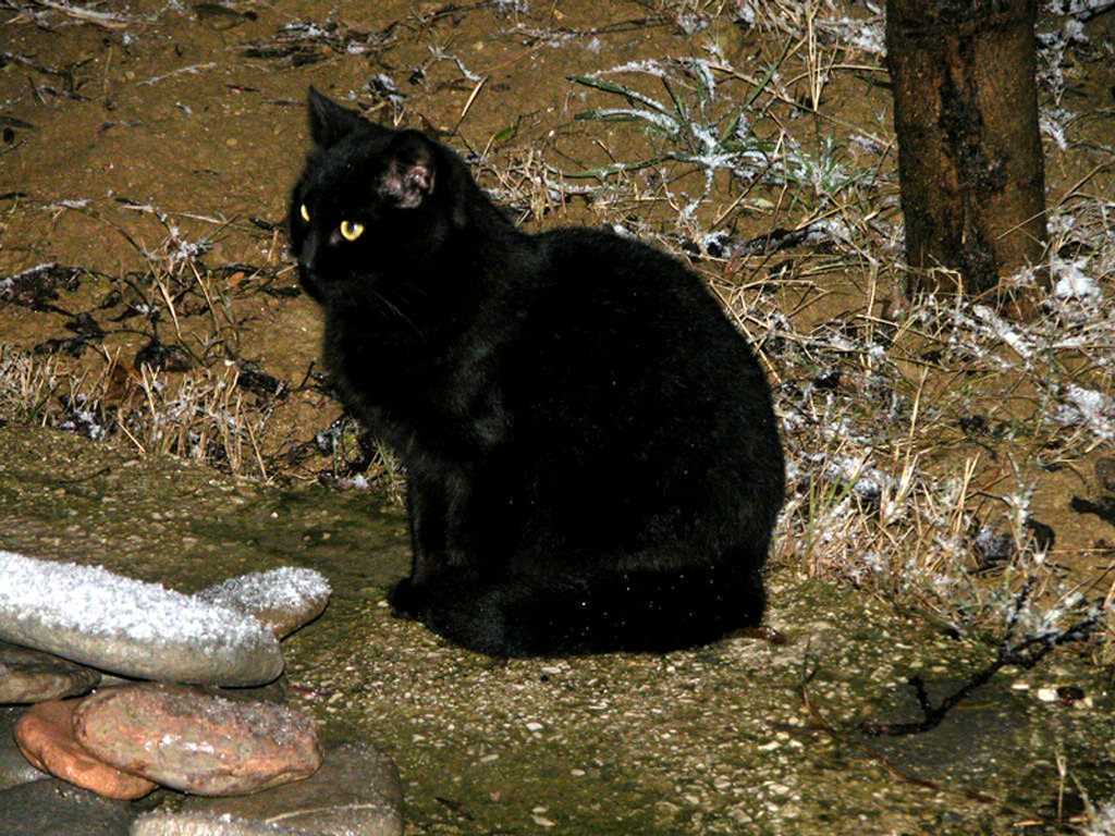 Nera Pachina delle notte