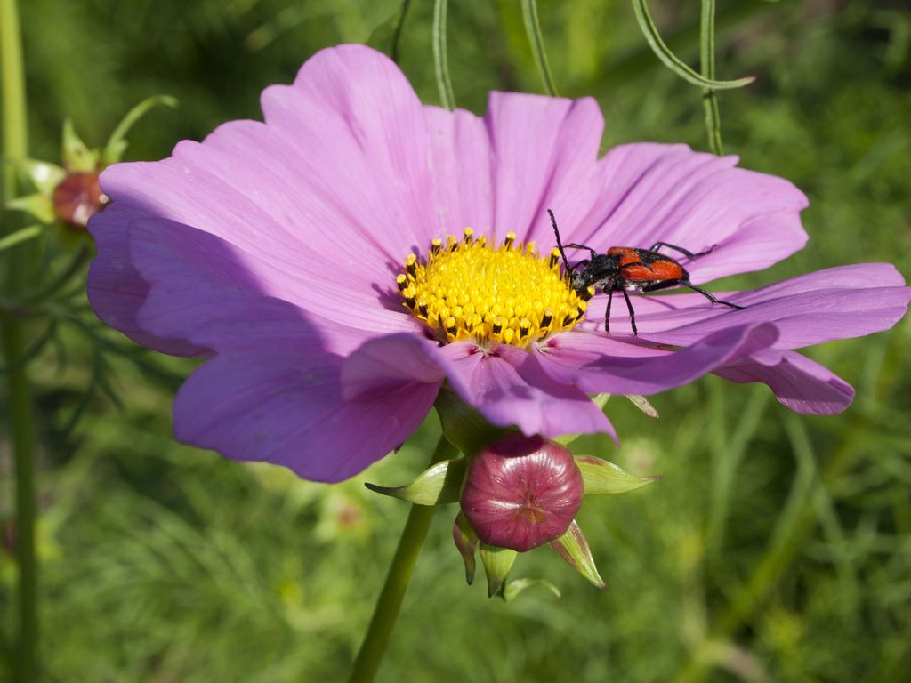 cosmos 1