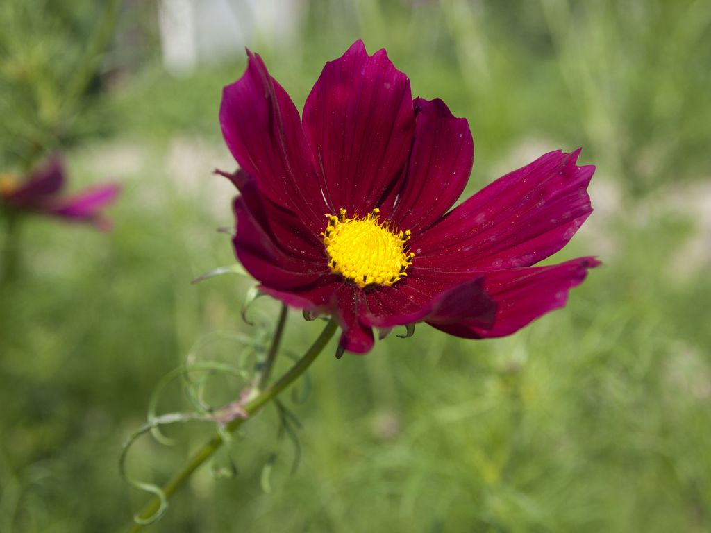 cosmos 3