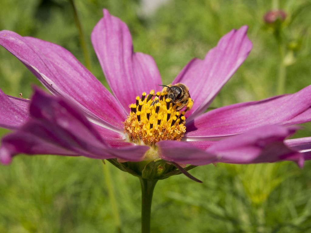 cosmos 2